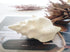 white seashell turbinella shell
